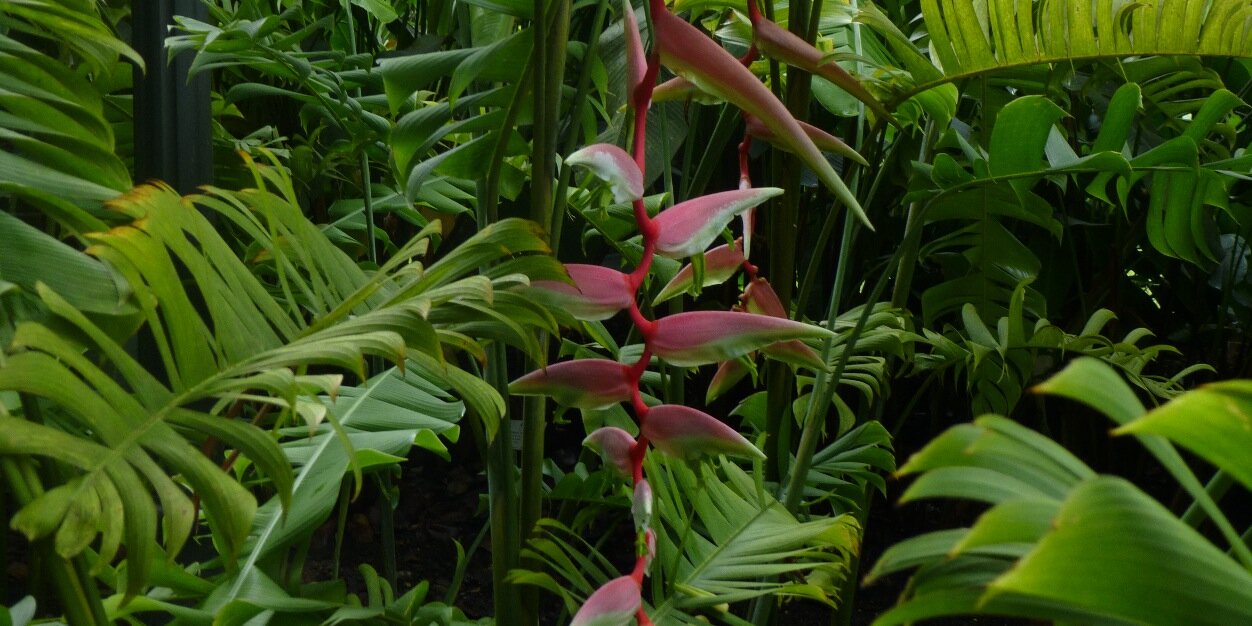 Elizabeth Pearson banner