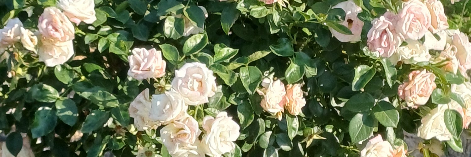 gul__i__zar's profile banner image
