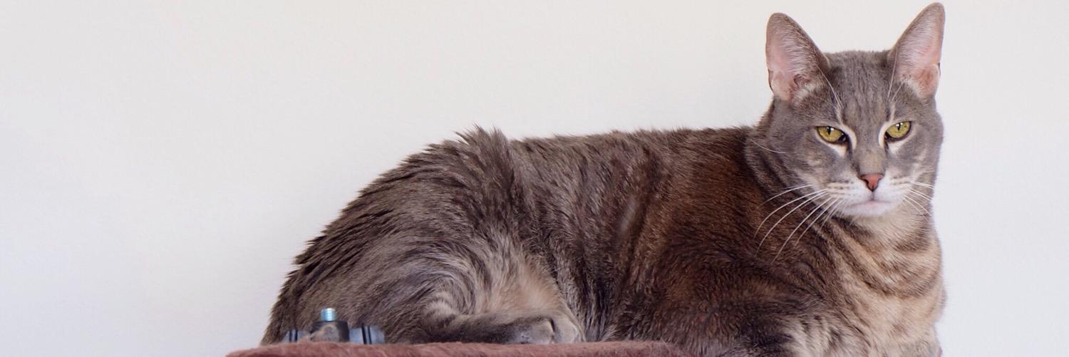 nikaiiiMe's profile banner image