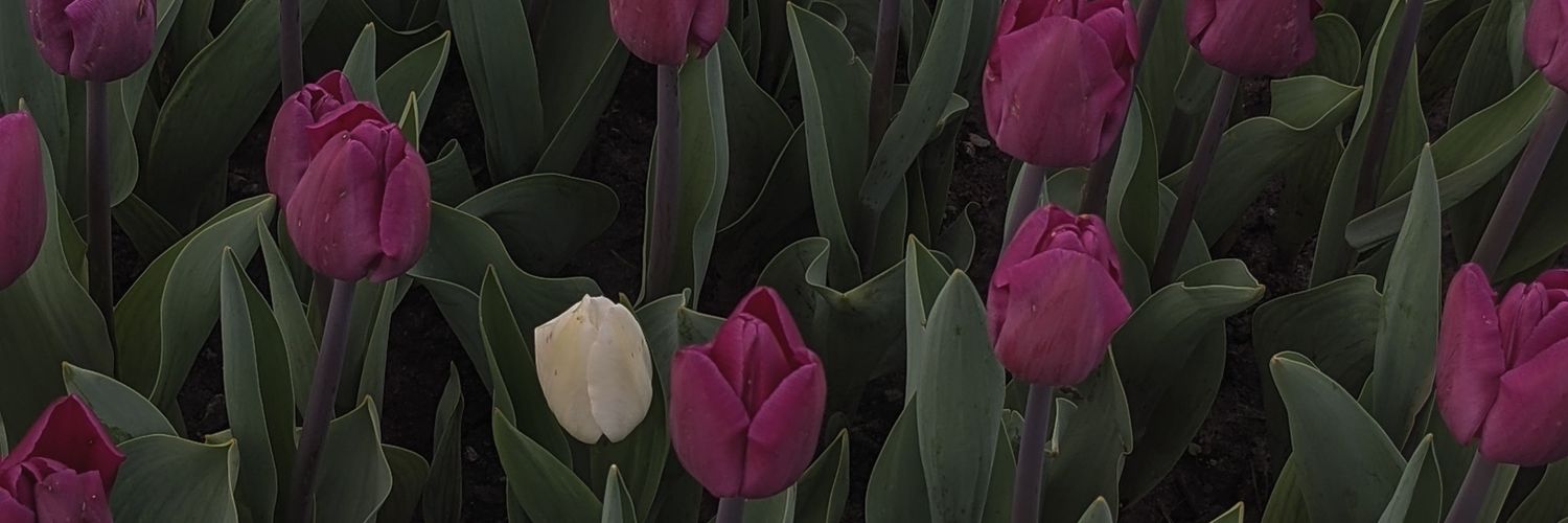 sashaoutoffocus's profile banner image
