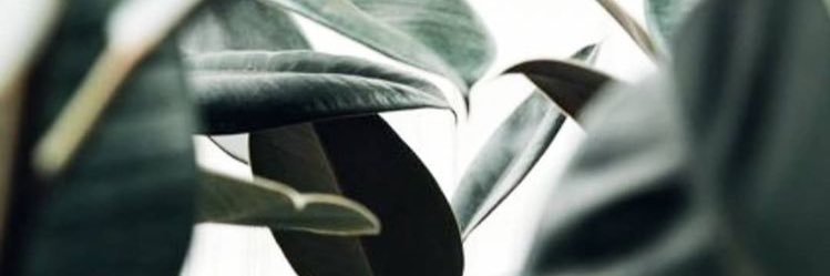 dreamshellll's profile banner image