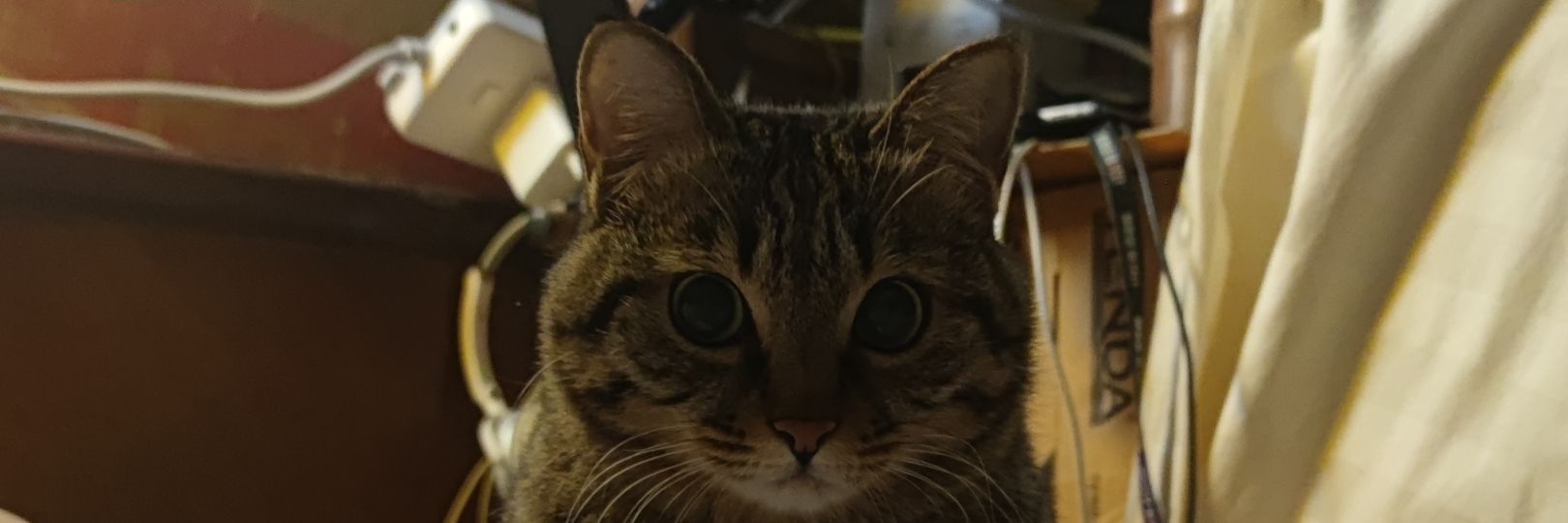 WindWh1sper's profile banner image