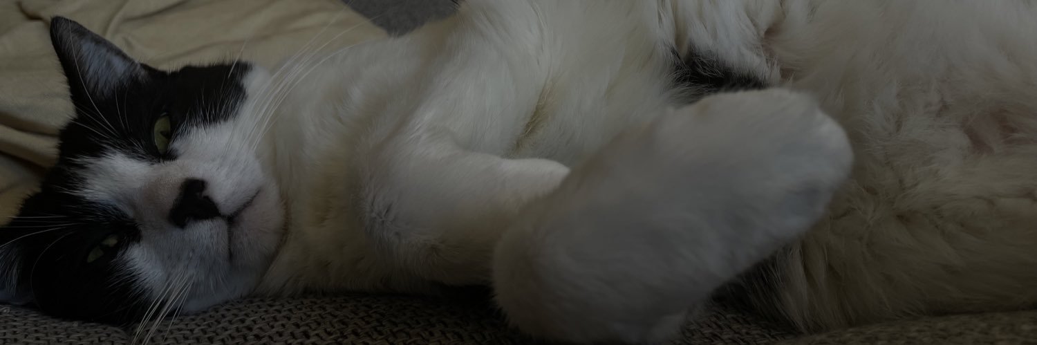 WalterJr2's profile banner image