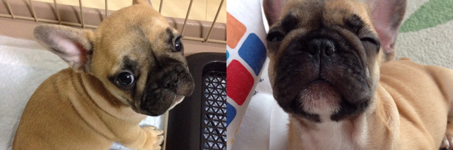 yasu_wolfpac's profile banner image