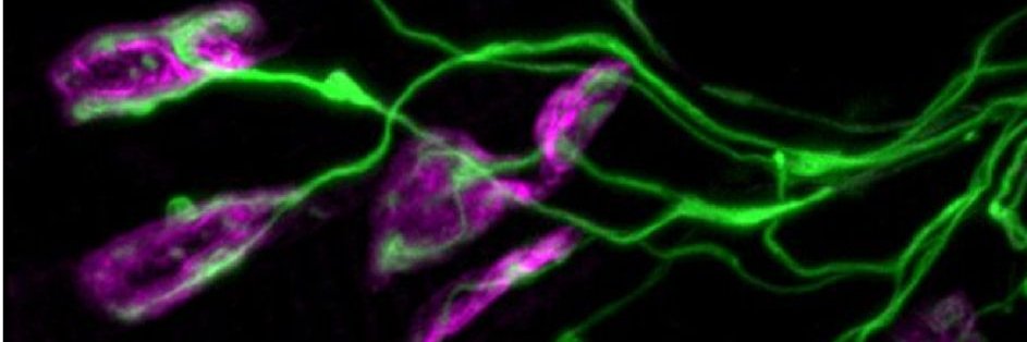 Brunhilde Wirth banner