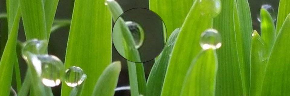 Katherine Foster banner