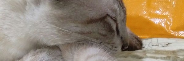 sn__fiq Profile Banner