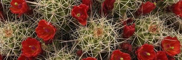 Frida(col cactus) 🌵's banner