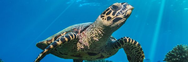 turtlenews Profile Banner