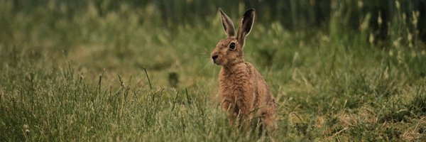 VanGzip65 Profile Banner