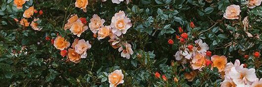 smsmA___'s profile banner image