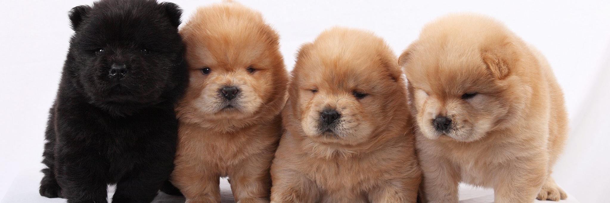 MagazineDog's profile banner image