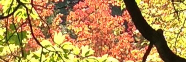 CollinsLauraC Profile Banner