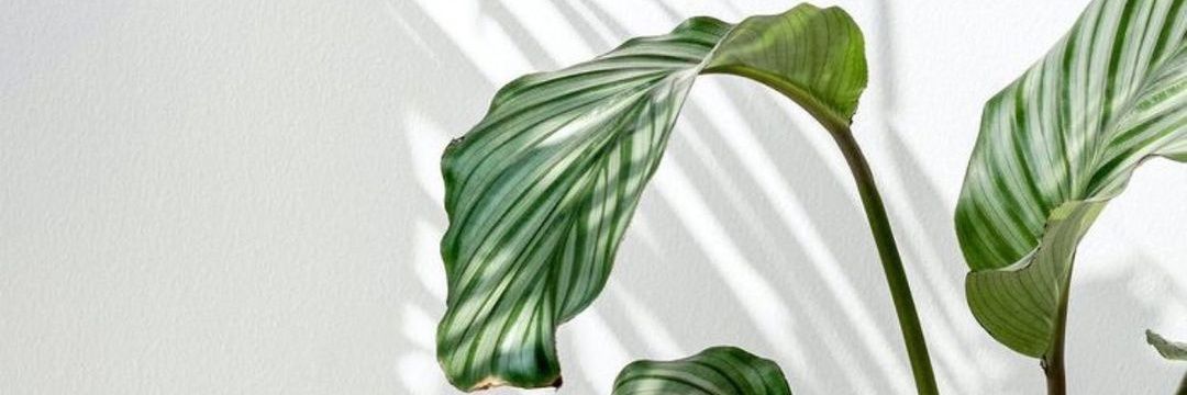 irmdr's profile banner image