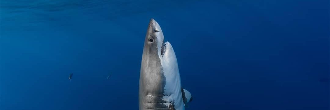 امام ناراضیه banner