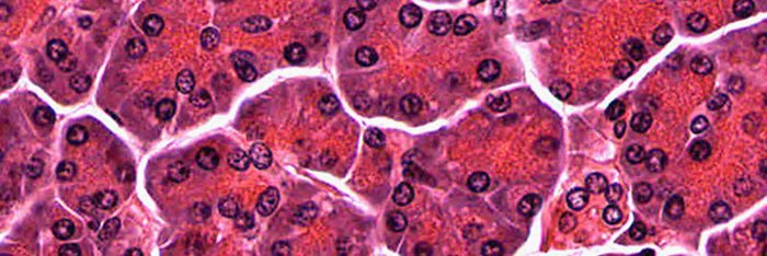 RCPath Trainees' Advisory Committee banner