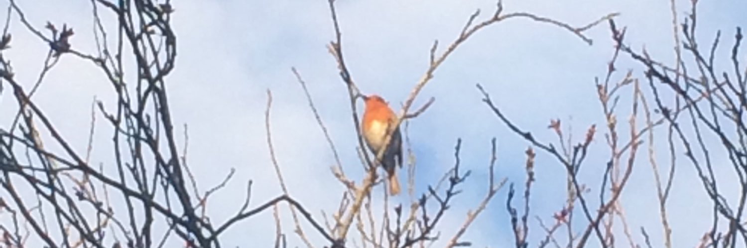 Catherine Perry banner
