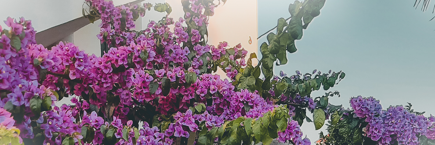ʍelι banner