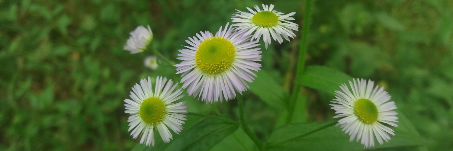 DerlieRina's profile banner image