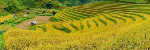 Van Schepler-Luu banner