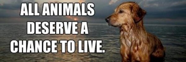 RoseGuLAkin Profile Banner