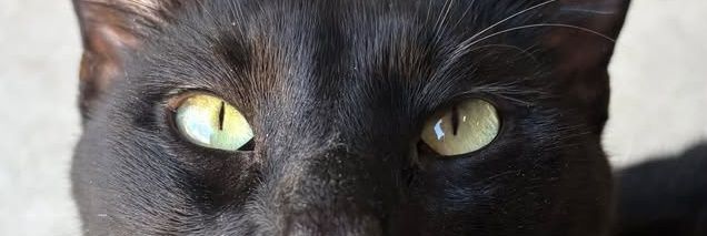 Biornni's profile banner image