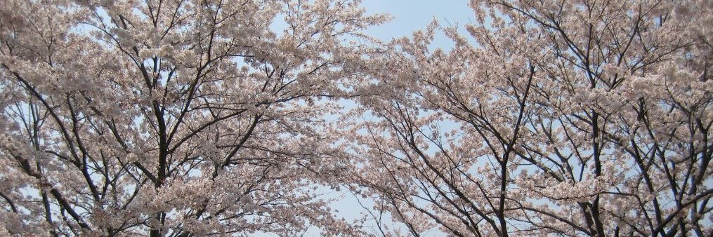 HimeSAKAI's profile banner image