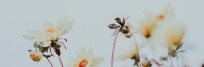daems_anouk's profile banner image