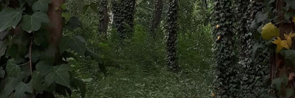 NormandoHall's profile banner image