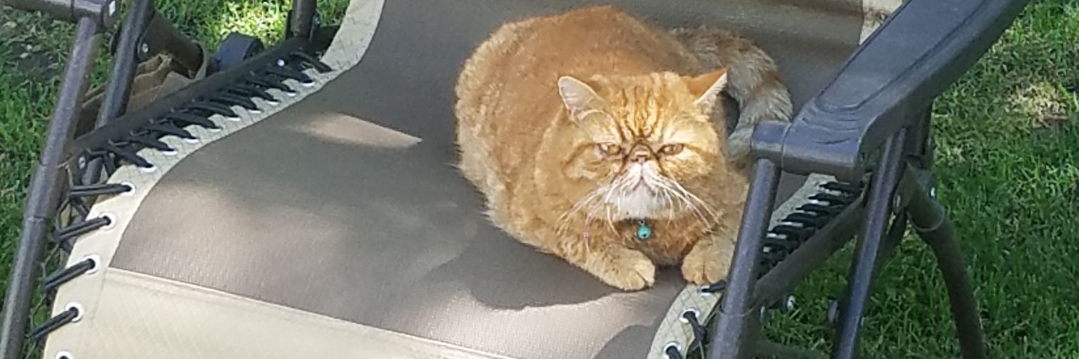 Buffwiggins_'s profile banner image