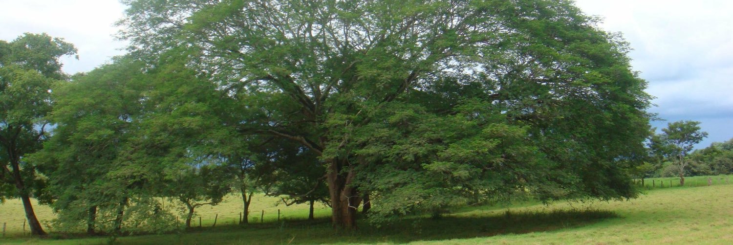 CaAiza's profile banner image
