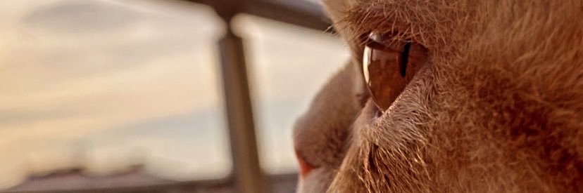 tugcesi's profile banner image