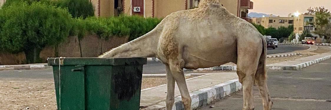 Mia Bengel מיה בנגל banner