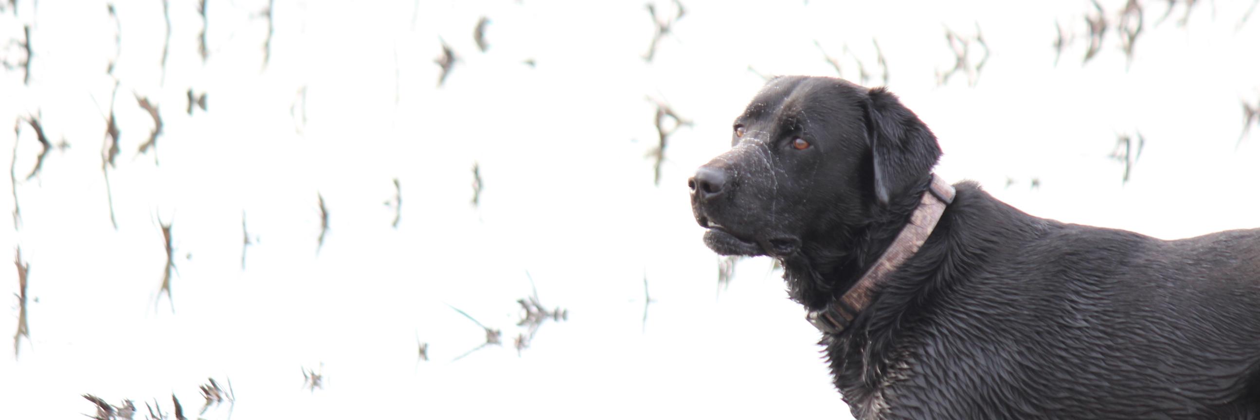 snlawrence96's profile banner image