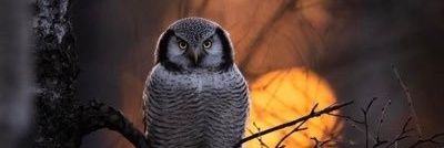 Mubarak. 🖤🌹🦅 banner