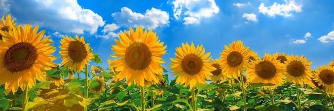 ひまわりの裏側🌻 banner