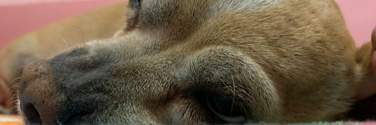 Alejandra Dávila banner