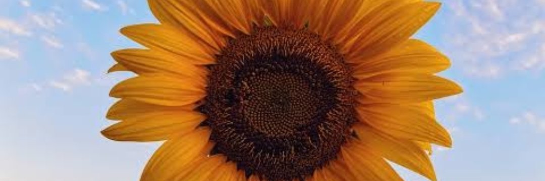sbujage's profile banner image