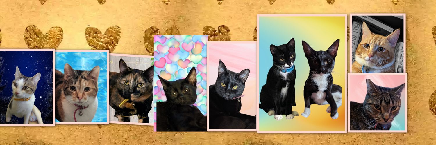 Kιȥȥყ Cαƚɯσɱαɳ banner