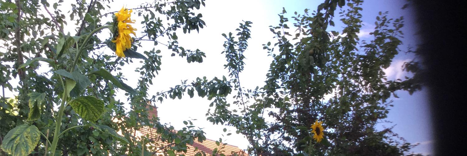 rosiedotlee's profile banner image