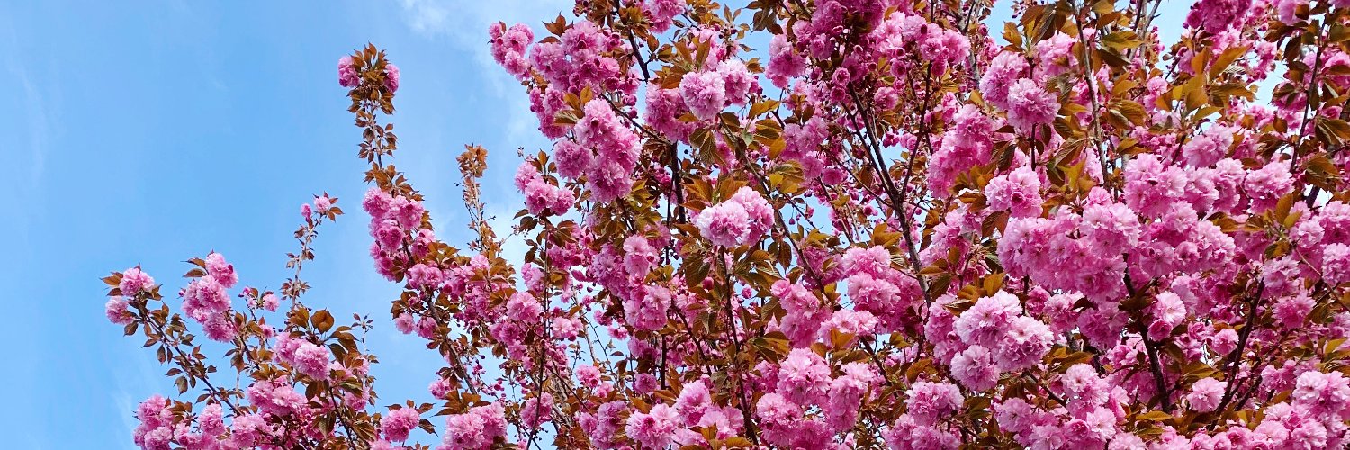 DianeCodding's profile banner image