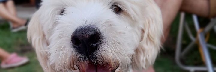 melisacoletti2's profile banner image