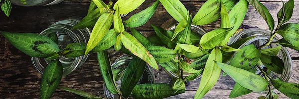 papaya_verte Profile Banner