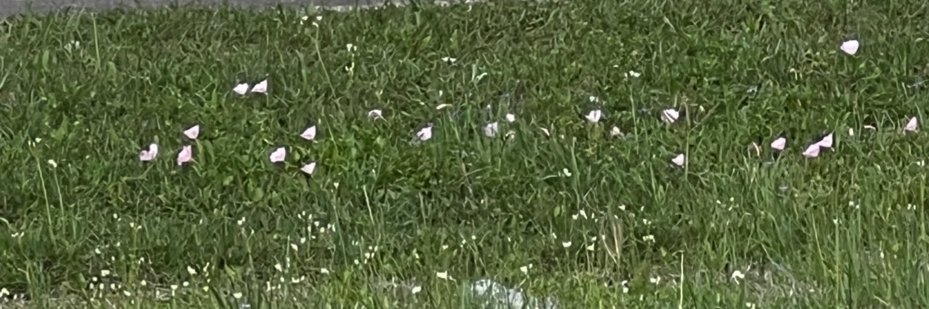 omni ⋆˙⟡♡ banner