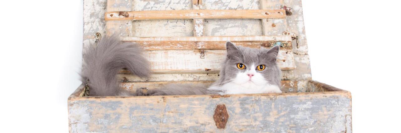 Angela van Hoof banner