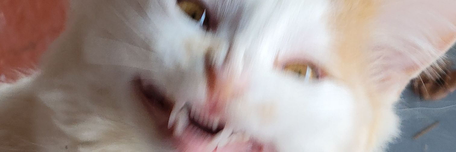 TotallyVannah's profile banner image