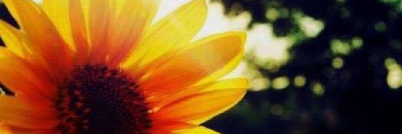 amyrom_'s profile banner image