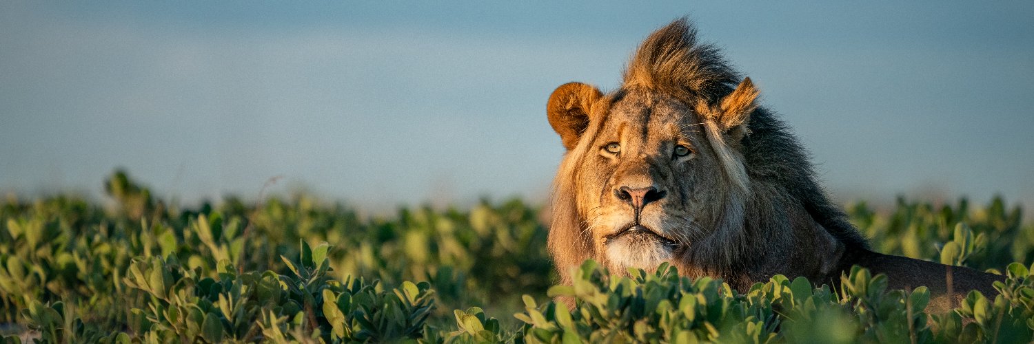 African Parks's banner