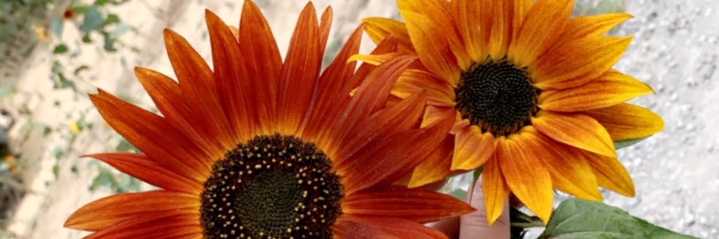 katieaitzis's profile banner image