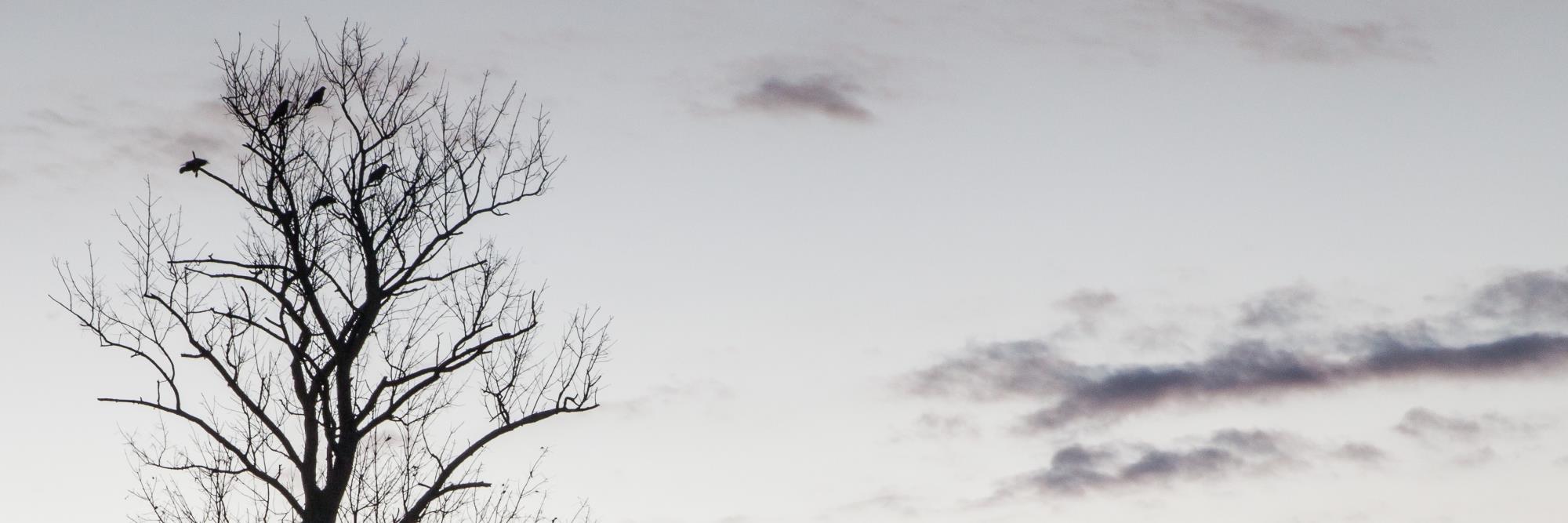 biffmitchell's profile banner image